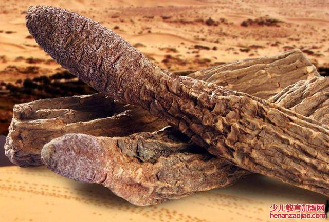 锁阳的食用方法是什么?