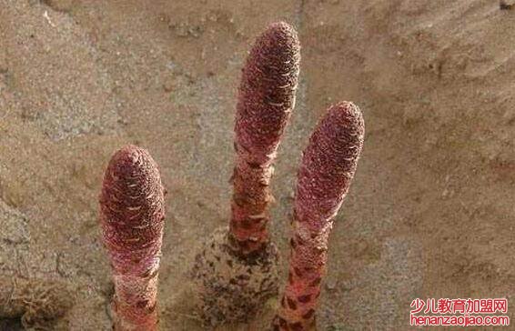 锁阳的食用方法是什么?