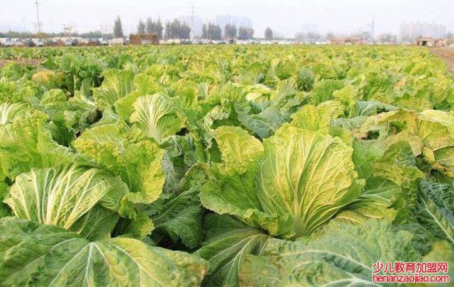 白菜种植时间和方法是什么？