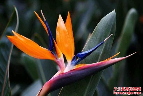 天堂鸟的养殖方法和注意事项是什么？