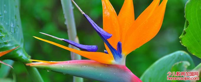 天堂鸟的养殖方法和注意事项是什么？