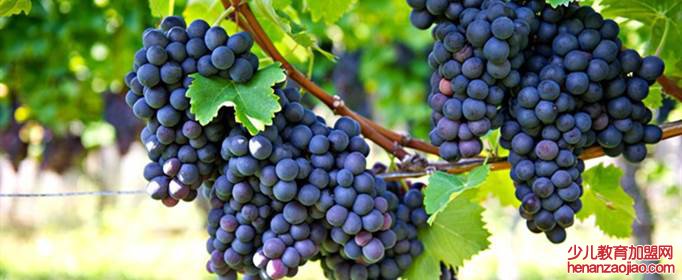 白酒能泡葡萄酒的做法是什么？