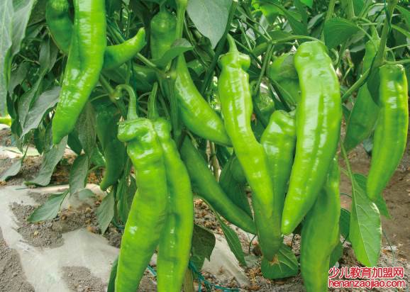 辣椒怎样分辨正宗酸辣？