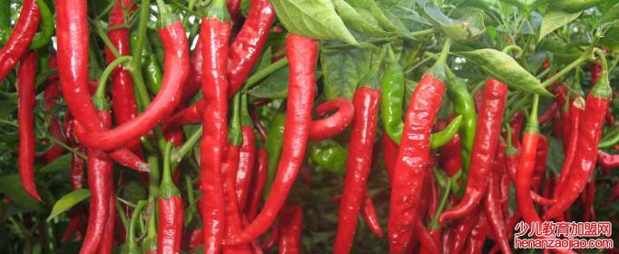 辣椒怎样分辨正宗酸辣？