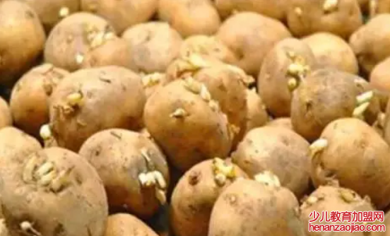 龙葵素加热会分解吗