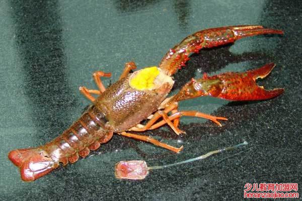 怎样清洗龙虾尾?
