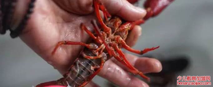 怎样清洗龙虾尾?