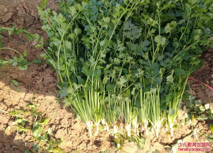 香菜种植方法和时间是什么？