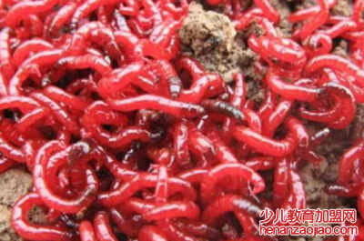 红虫是什么