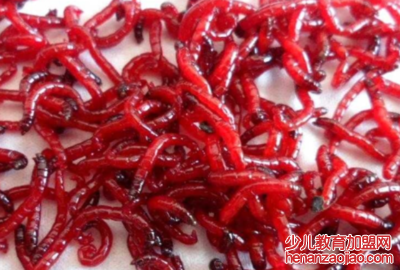 红虫是什么