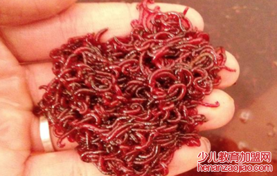 红虫是什么