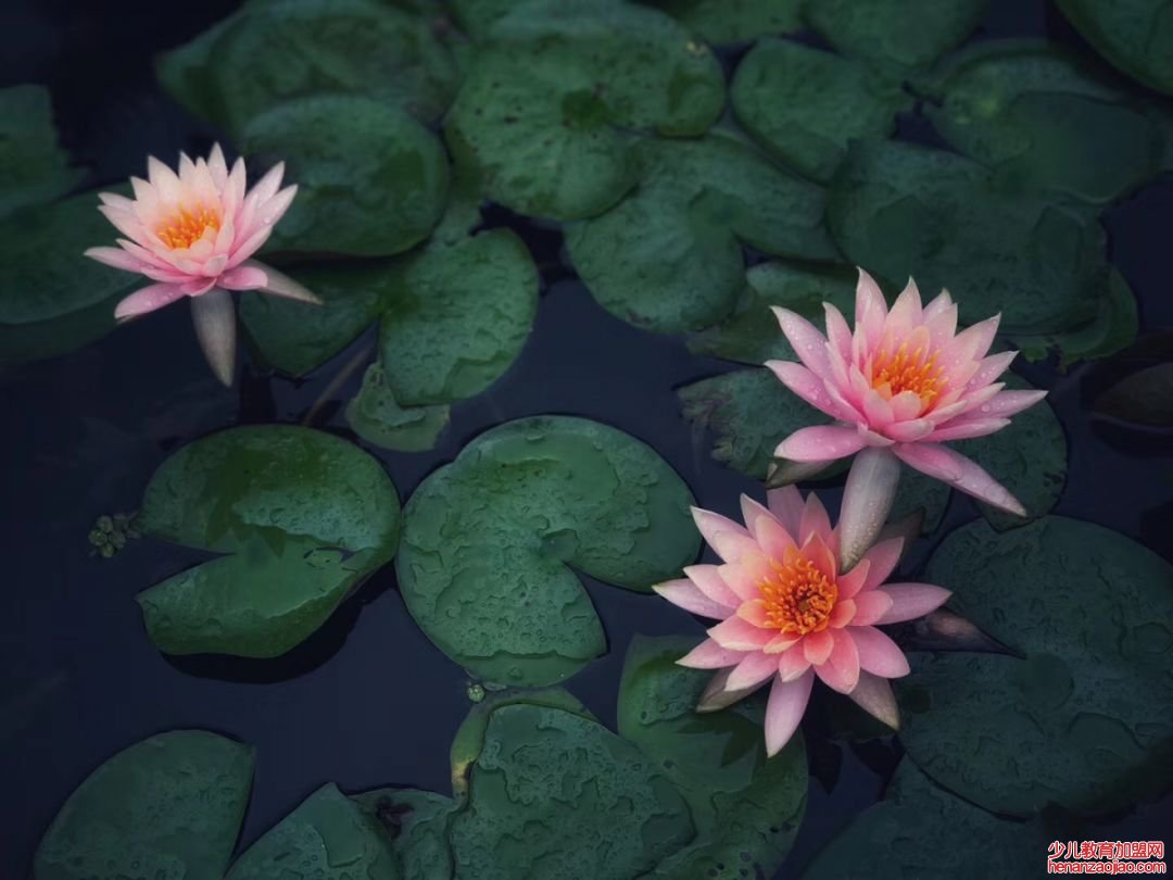 一花一世界一叶一菩提是什么意思？