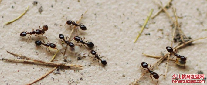 家里有蚂蚁怎么能彻底消灭？