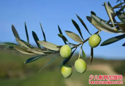 橄榄枝象征着什么意义