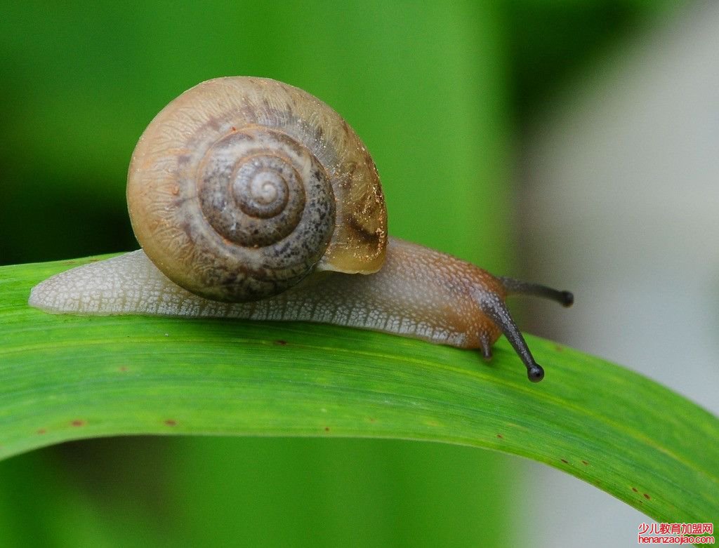 蜗牛有毒吗？
